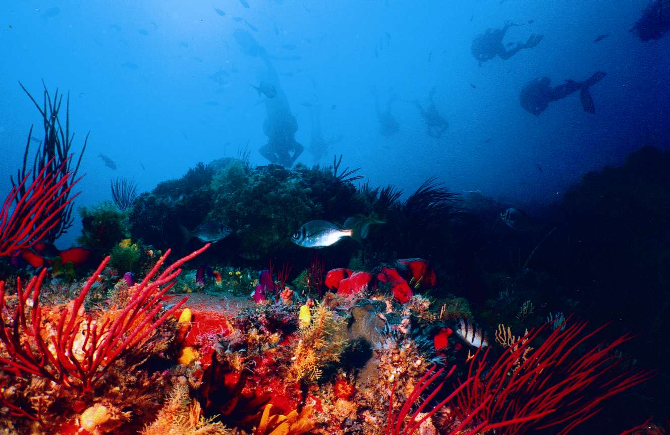 Scuba Diving in Port Elizabeth